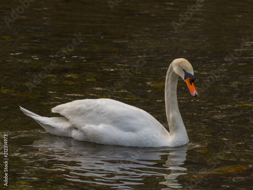 Isolated swan is swimming in warm water