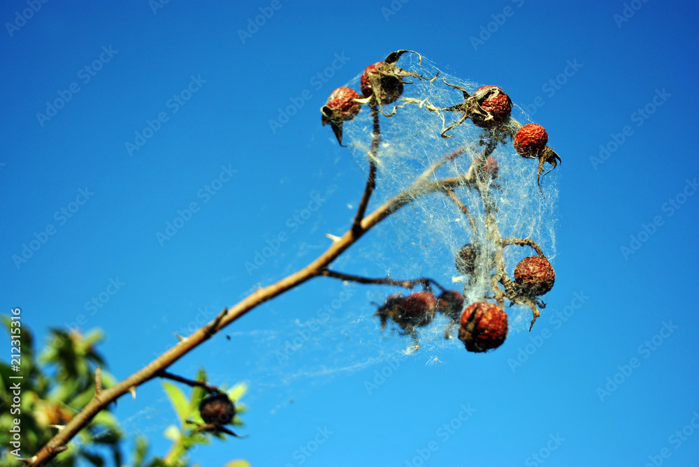 White spider web on  branch of wild rose last year`s dry berries and new green leaves on blue sky background