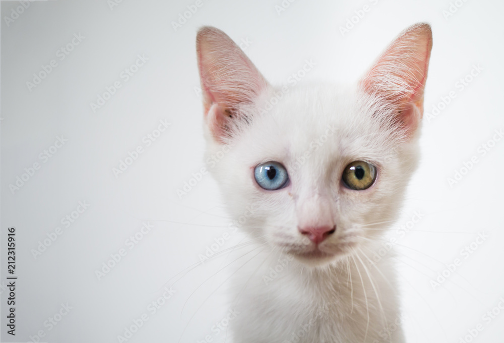 Fototapeta premium potrait of white cat with odd eye blue and yellow