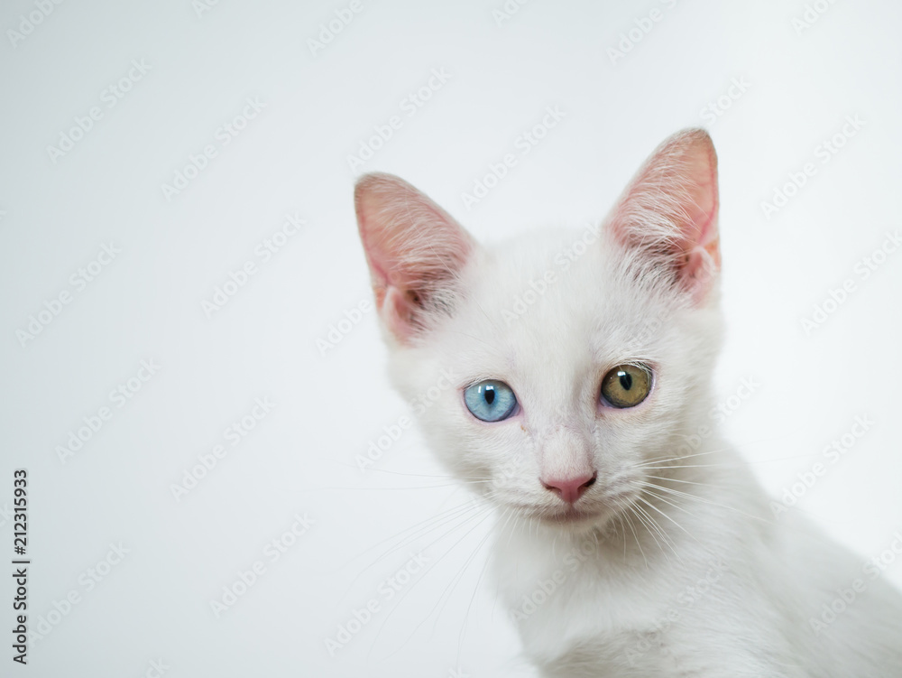 potrait of white cat with odd eye blue and yellow