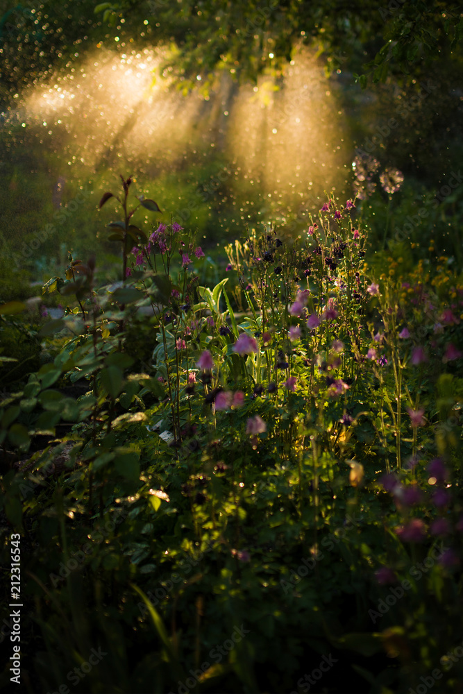 Obraz premium Evening light shines over green grass and field flowers
