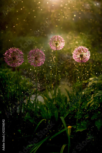 Fototapeta Naklejka Na Ścianę i Meble -  Evening light shines over green grass and field flowers