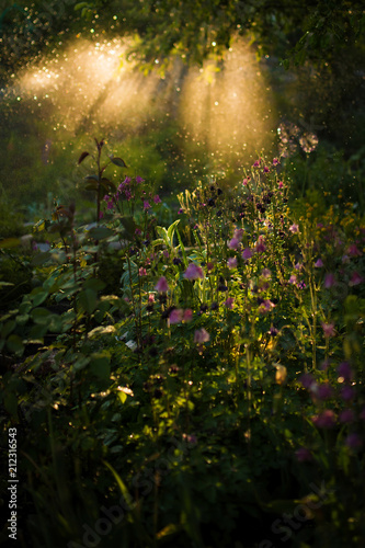 Fototapeta Naklejka Na Ścianę i Meble -  Evening light shines over green grass and field flowers