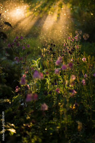 Fototapeta Naklejka Na Ścianę i Meble -  Evening light shines over green grass and field flowers