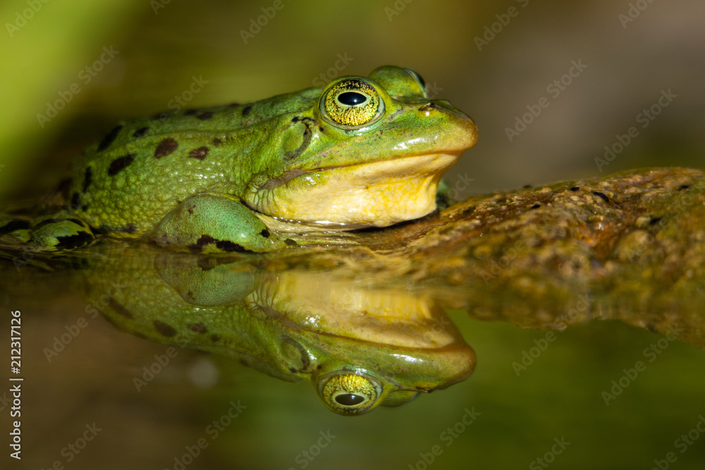 Obraz premium Frosch