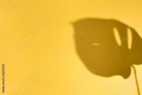 Top view of green tropical leave Monstera on blue and yellow background. Flat...