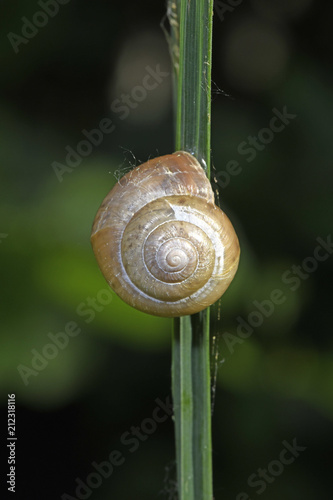 Gehäuseschnecke ruht an einem Grashalm photo