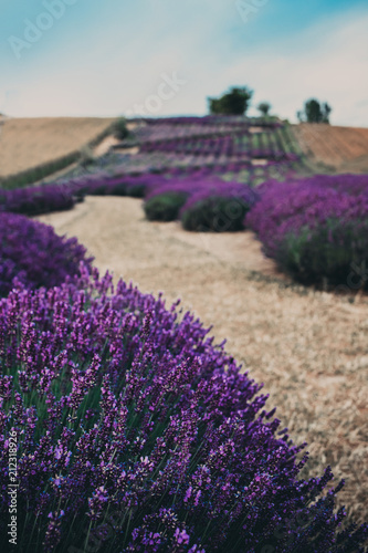 Lavender field near Cracow  Poland
