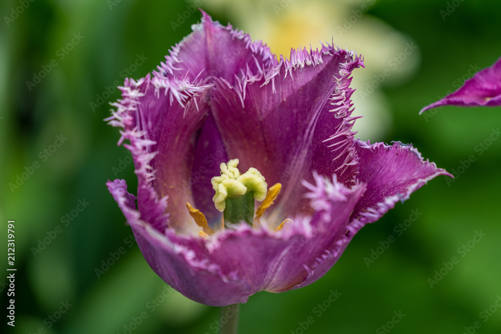 Naklejka premium Insel Mainau - Blumen, Schmetterlinge