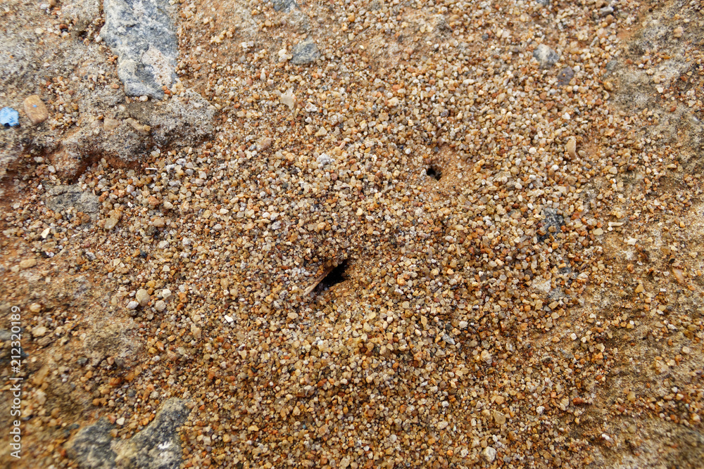 Ants home Ants home