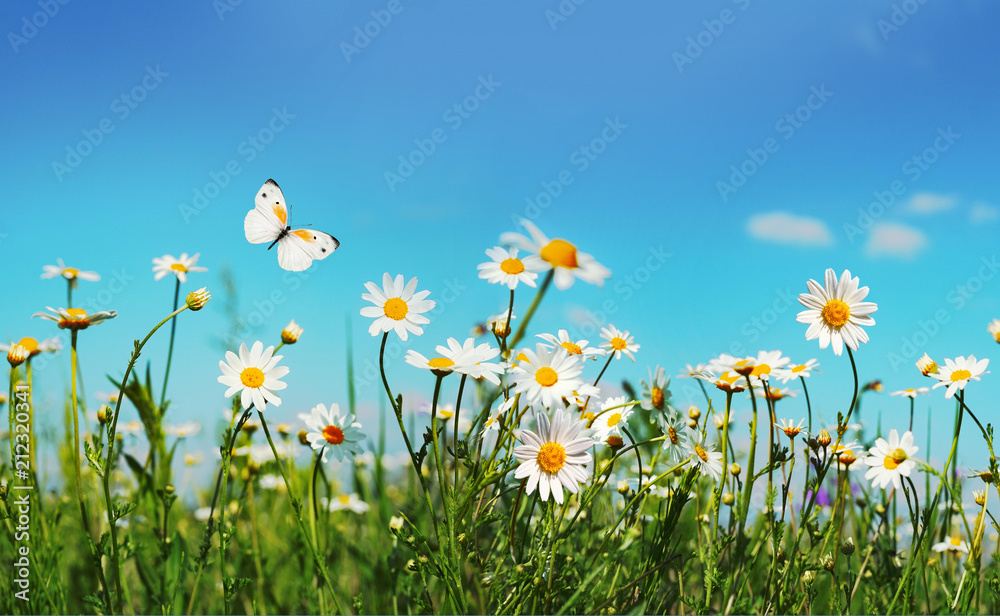 Chamomiles daisies macro in summer spring field on background blue sky with sunshine and a flying white butterfly, close-up macro. Summer landscape, natura with copy space.