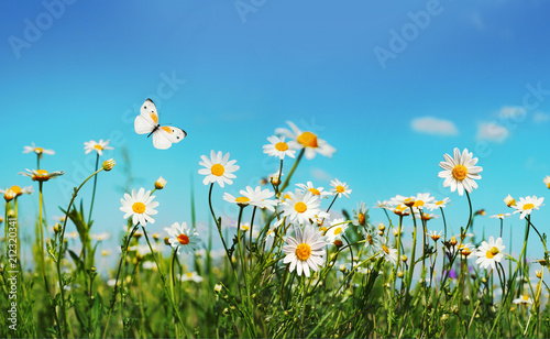 Obraz na płótnie Chamomiles daisies macro in summer spring field on background blue sky with sunshine and a flying white butterfly, close-up macro. Summer landscape, natura with copy space. w salonie