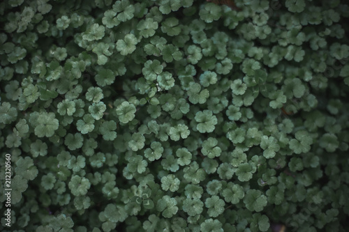 Small green plants background