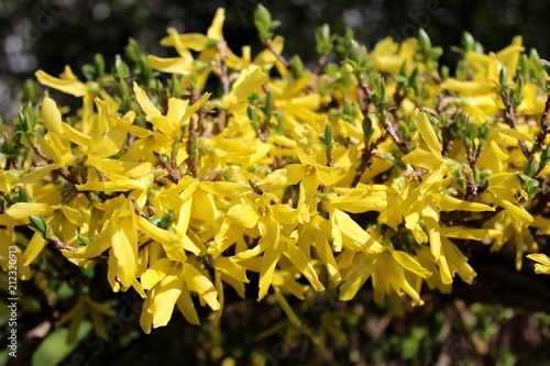 Forsythia or Easter tree bright yellow multiple flowers with small green leaves and visible branches closeup on warm sunny spring day