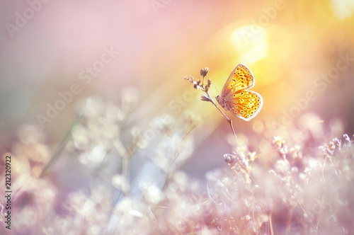 Golden butterfly glows in the sun at sunset, macro. Wild grass on a meadow in the summer in the rays of the golden sun. Romantic gentle artistic image of living wildlife.