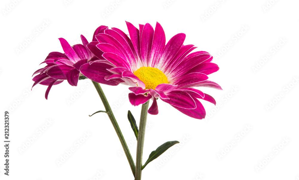 crimson chrysanthemum isolated crimson chrysanthemum isolated