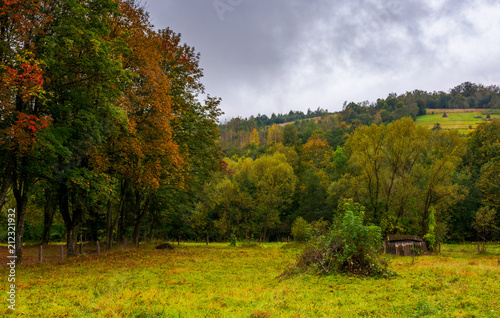 Fototapeta Naklejka Na Ścianę i Meble -  abandoned garden in autumn hazy weather. hill with haystacks on rural field in the distance