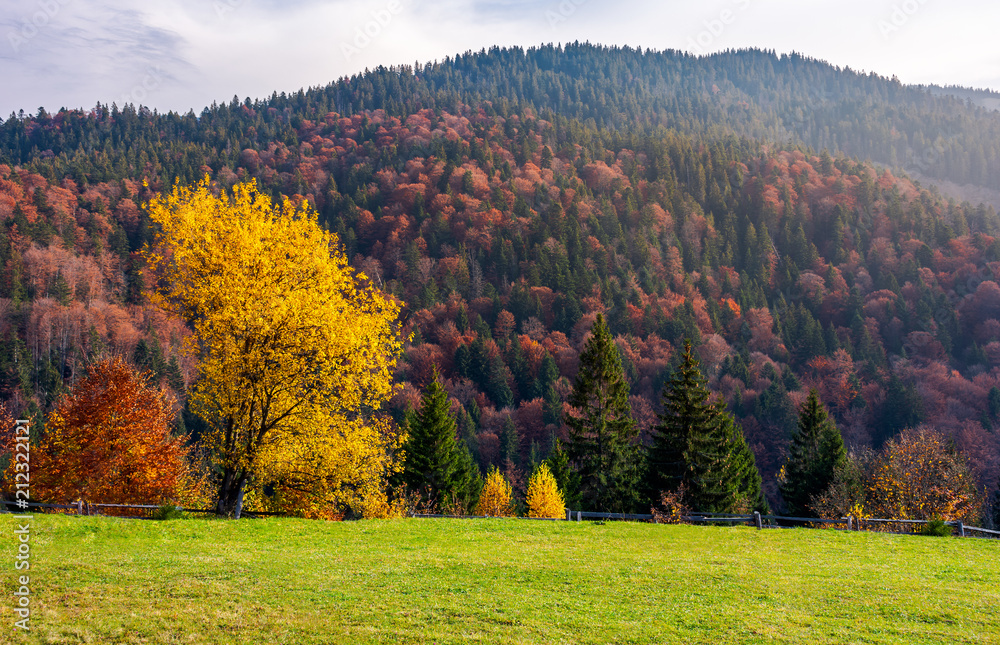 trees on grassy meadow in autumn. lovely scenery of a park in mountainous area. red and yellow foliage in forest