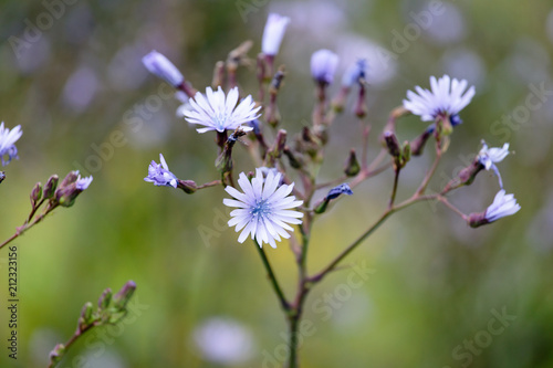 fleur