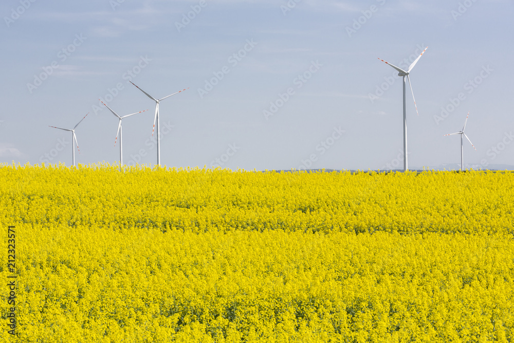 Blühendes Rapsfeld mit Windrädern in Ostdeutschland Blühendes Rapsfeld mit Windrädern in Ostdeutschland
