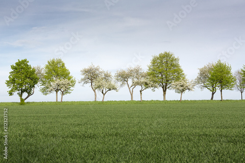 Bäume mit frischen Grün im Frühling, Deutschland