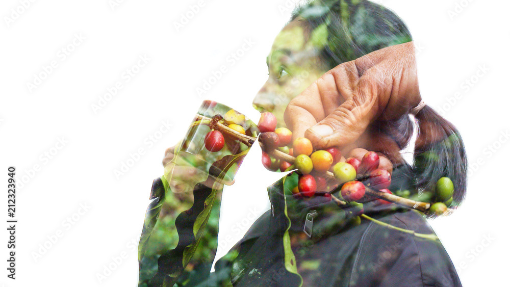 Double exposure of women drinking coffee with coffee plant