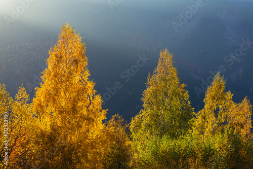 Beautiful colorful morning scene with autumn trees in Carpathian mountains, Ukraine. Red, yellow and green autumn leaves at sunrise light