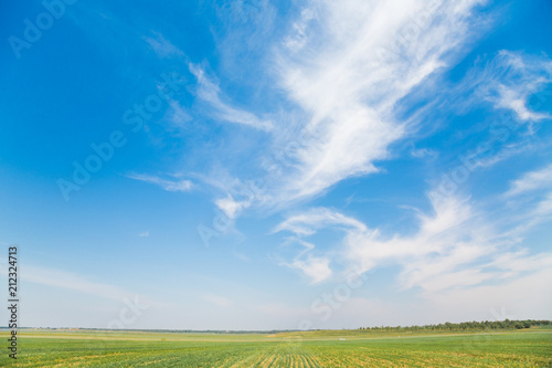 Summer view of sky and grassland