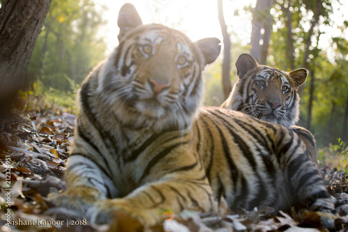 Tiger © Nishant