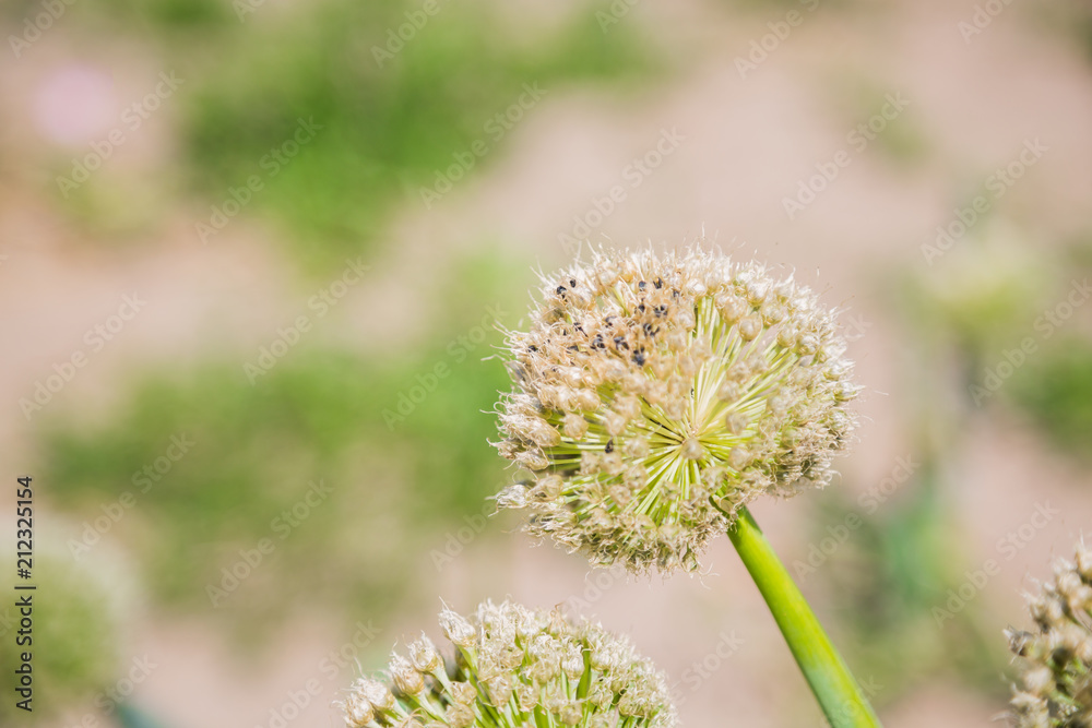 Onion flower head in a garden Onion flower head in a garden