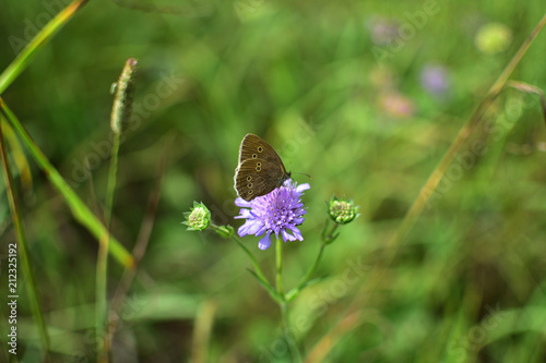 beige butterfly on a purple flower on a soft blurred green background