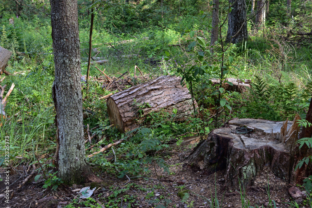 Natural forest landscape with an old stump Natural forest landscape with an old stump