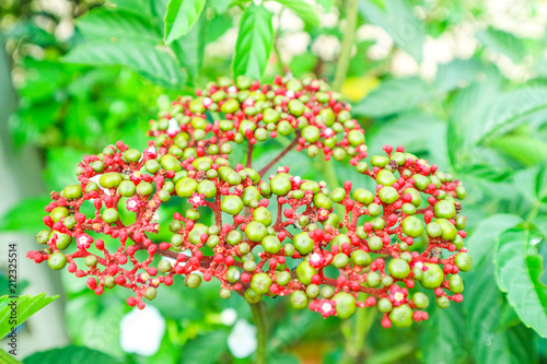 Leea Rubra has small red green seed and white flower photo