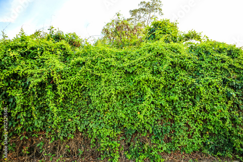 Parasitic plant green weed fast grown and cover tree
