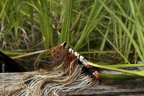 Freshly dug Acorus calamus root. Fresh acorus calamus root on wooden bridge near pond.