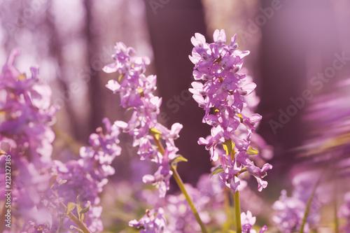 Spring flowers Corydalis, early morning, sunlight ,bokeh background.Nature background for advertising natural products for skin care and body care,herbal medecine and pharmacy.Beauty in nature