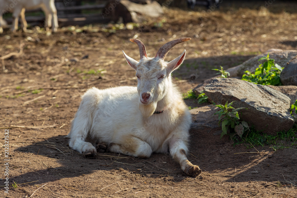 Fototapeta premium Russia, Republic of Karelia