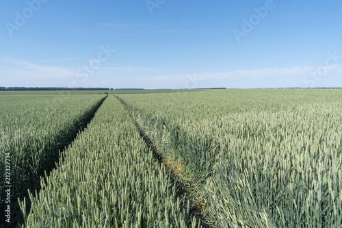 Green wheat a month before harvest