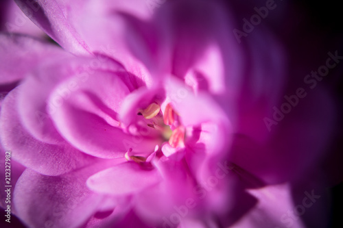 Fototapeta Naklejka Na Ścianę i Meble -  Flower Ovary close up, macro, flower petals, stigma, style, pollen, sepals