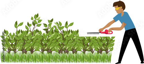 the gardener trims the bushes