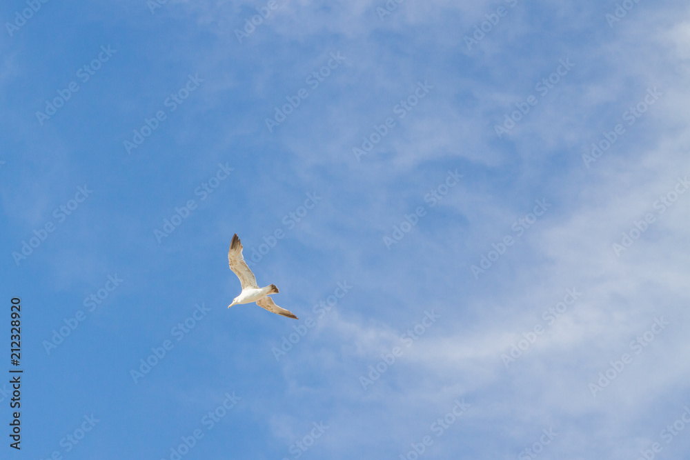 Fototapeta premium Bird Albatross is flying in the blue sky with white clouds