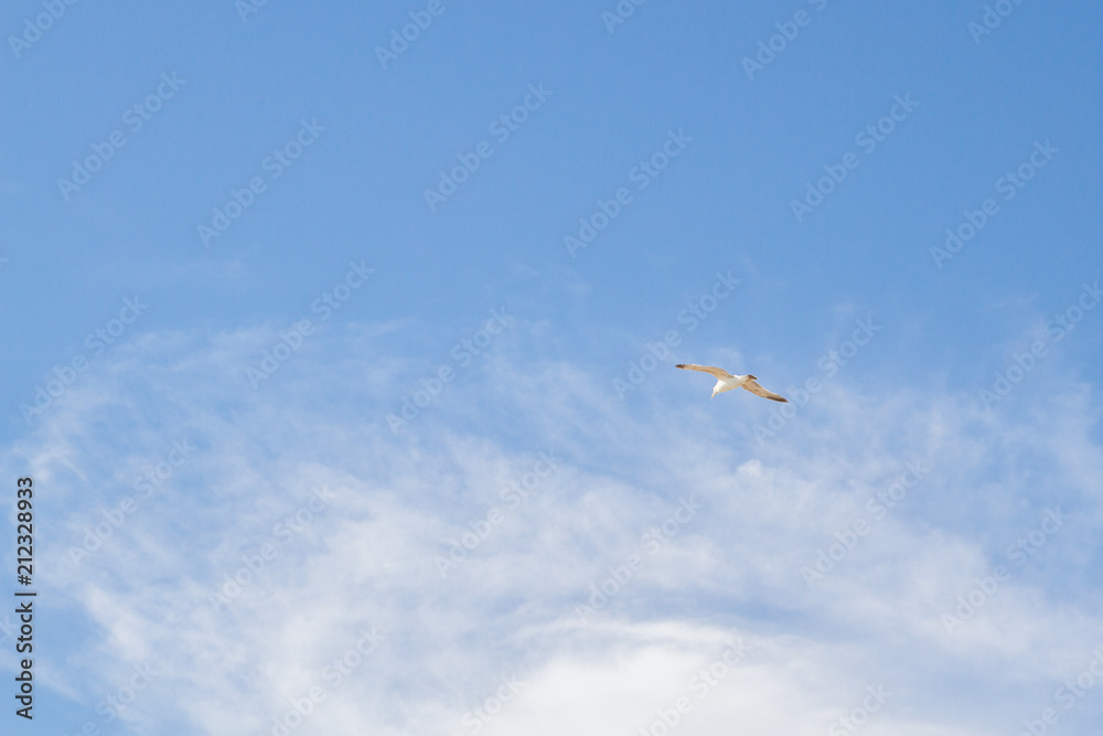 Bird Albatross is flying in the blue sky with white clouds Bird Albatross is flying in the blue sky with white clouds