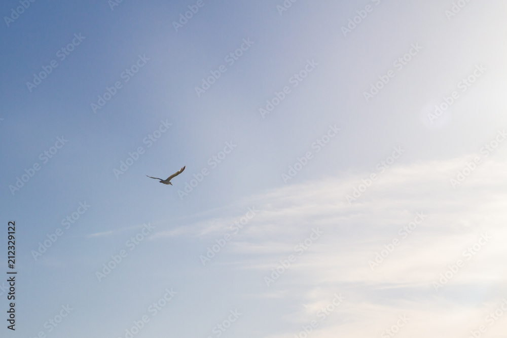 Albatross bird flying in blue sky with white clouds and sun view