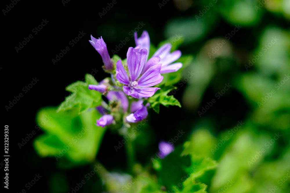 Common Mallow (Malva sylvestris)