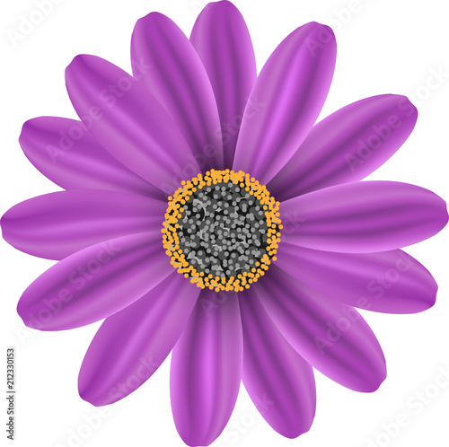 Vector violet flower on white background