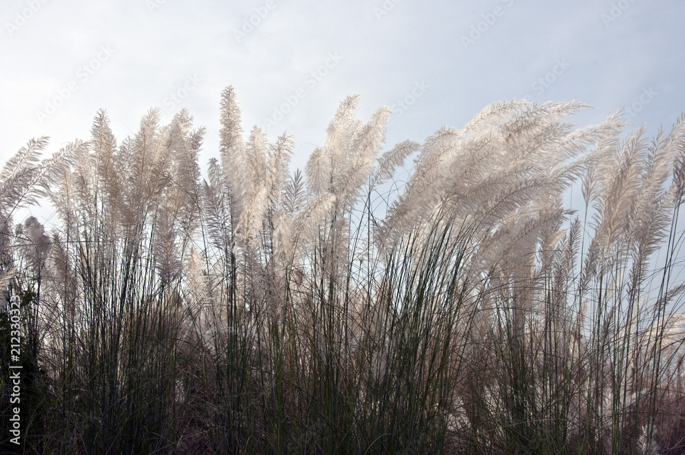 Fototapeta premium Autumn