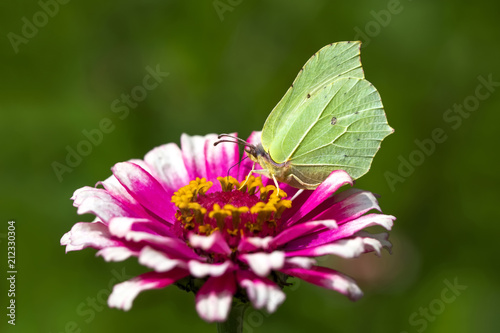 Closeup  beautiful butterfly   flower in the garden.