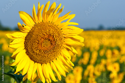 Green field of sunflowers and blue sky