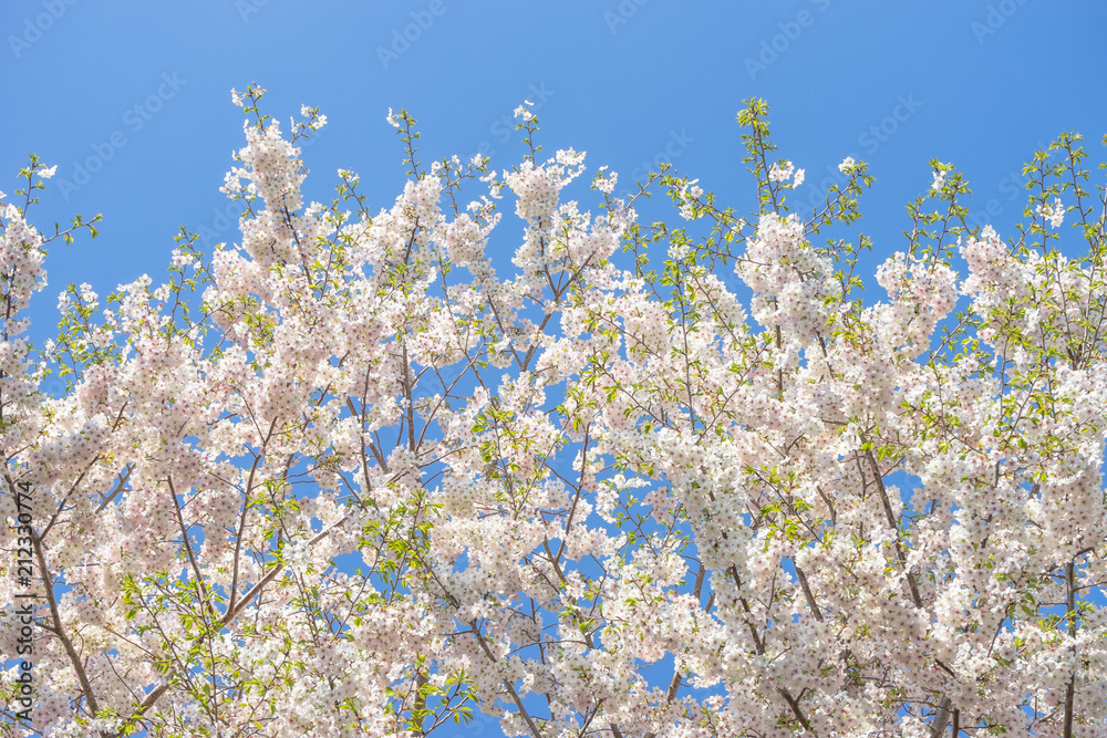 青空と桜 青空と桜
