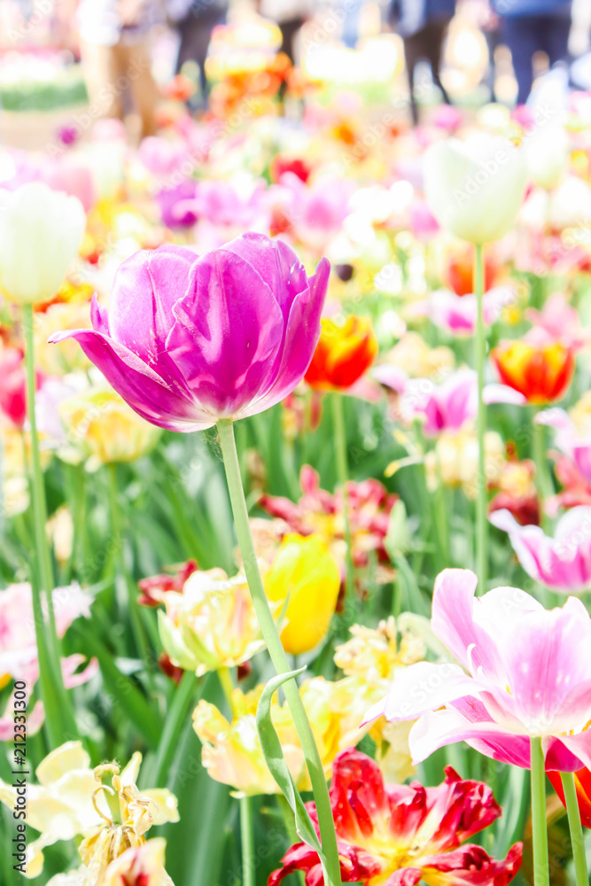 Obraz premium Closeup of single big purple tulips in hitachi seaside park